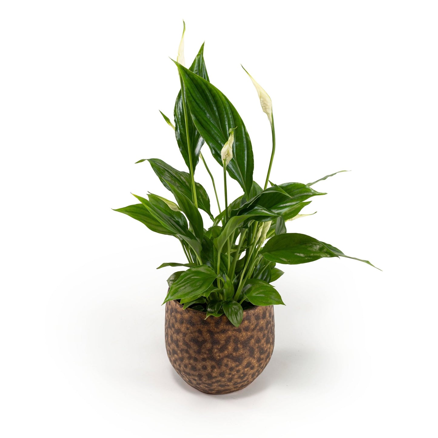 Spathiphyllum 9cm in Artisan No.1 Ceramic - Flowering The Horti House
