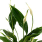 Spathiphyllum 9cm in Artisan No.1 Ceramic - Flowering The Horti House