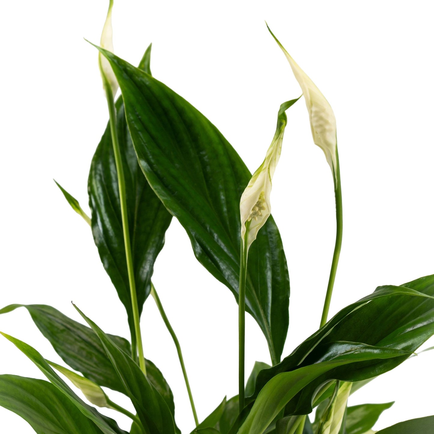 Spathiphyllum 9cm in Artisan No.1 Ceramic - Flowering The Horti House