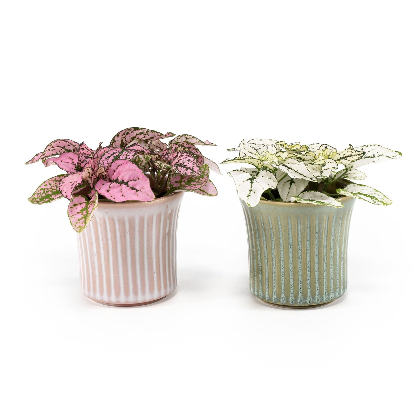 Hypoestes 6cm in Hampshire Ceramic - Flowering The Horti House