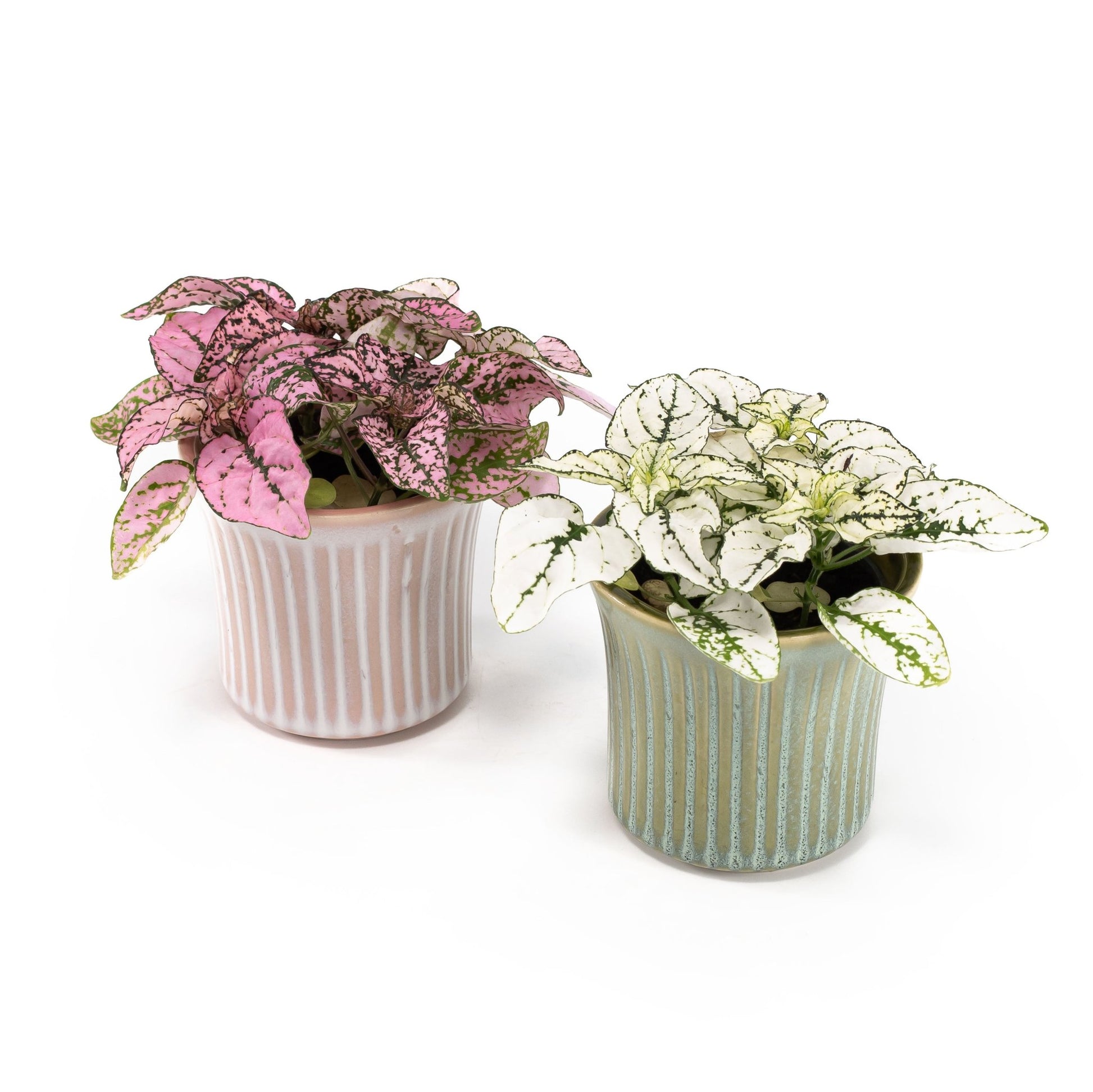 Hypoestes 6cm in Hampshire Ceramic - Flowering The Horti House