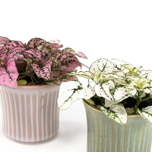 Hypoestes 6cm in Hampshire Ceramic - Flowering The Horti House