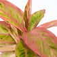 Aglaonema 12cm Pink Surprise Tray - Green Plant The Horti House