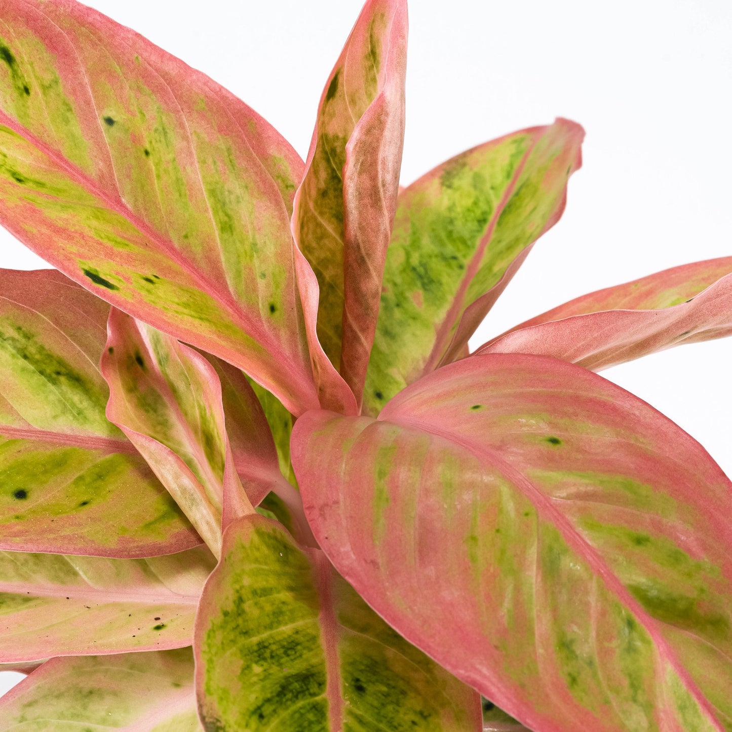 Aglaonema 12cm Pink Surprise Tray - Green Plant The Horti House