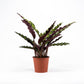 Calathea 14cm Insignis - Green Plant The Horti House