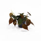 Philodendron 12cm Micans - Green Plant The Horti House
