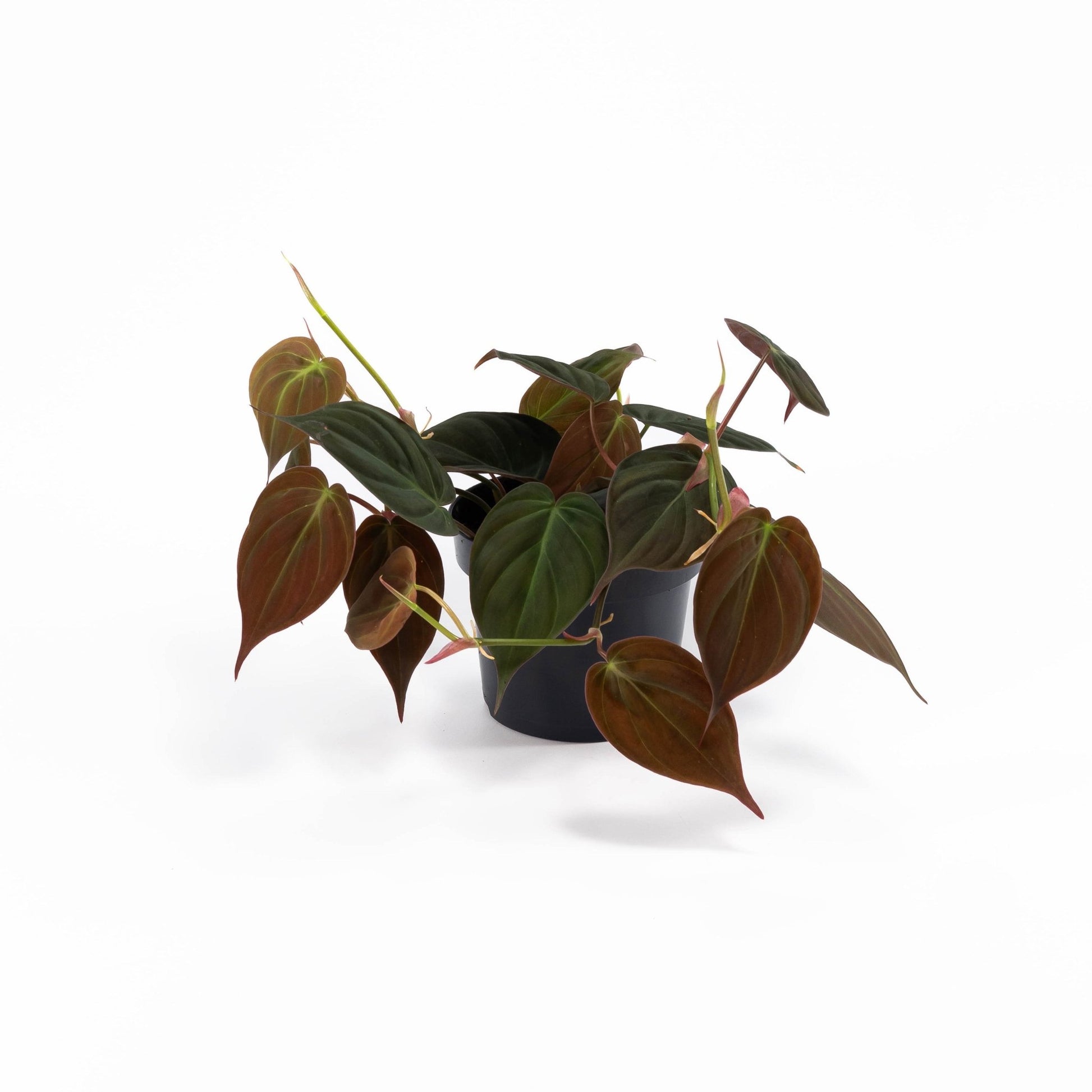 Philodendron 12cm Micans - Green Plant The Horti House