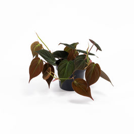 Philodendron 12cm Micans - Green Plant The Horti House
