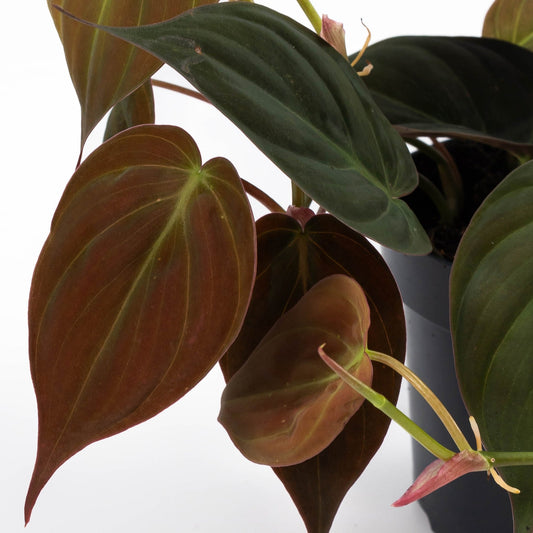 Philodendron 12cm Micans - Green Plant The Horti House