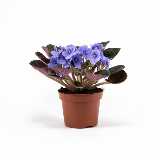 Saintpaulia 12cm Light Blue - Flowering The Horti House