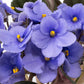 Saintpaulia 12cm Light Blue - Flowering The Horti House