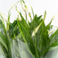 Spathiphyllum 6cm - Green Plant The Horti House