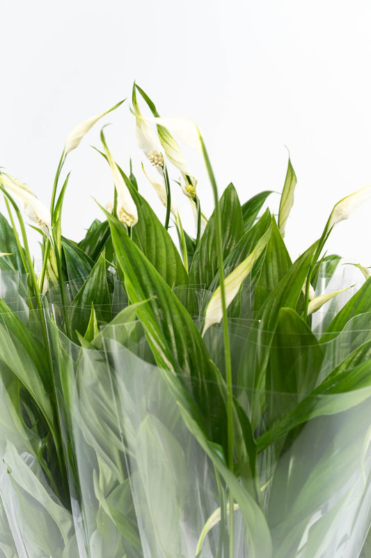 Spathiphyllum 6cm - Green Plant The Horti House