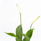 Spathiphyllum 6cm - Green Plant The Horti House