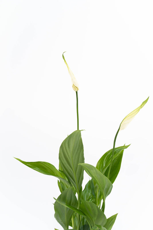 Spathiphyllum 6cm - Green Plant The Horti House
