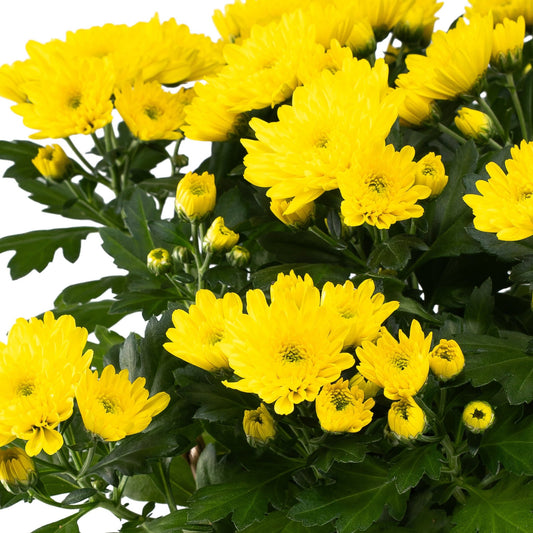 Chrysanthemum 14cm in Zinc - Flowering The Horti House