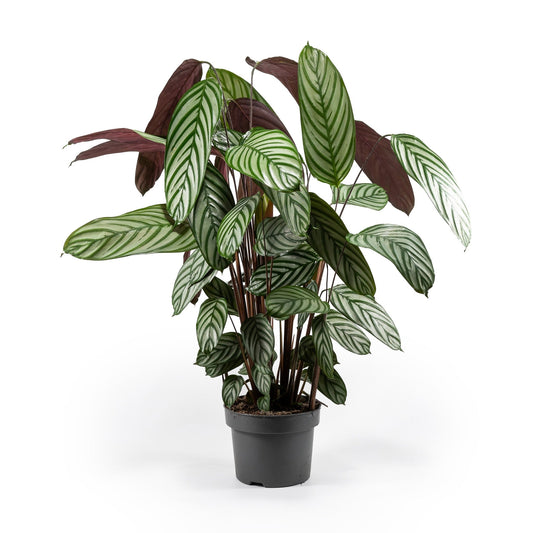 Calathea 23cm Oppenheimiana - Green Plant The Horti House