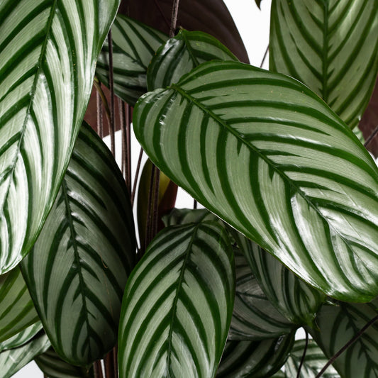 Calathea 23cm Oppenheimiana - Green Plant The Horti House