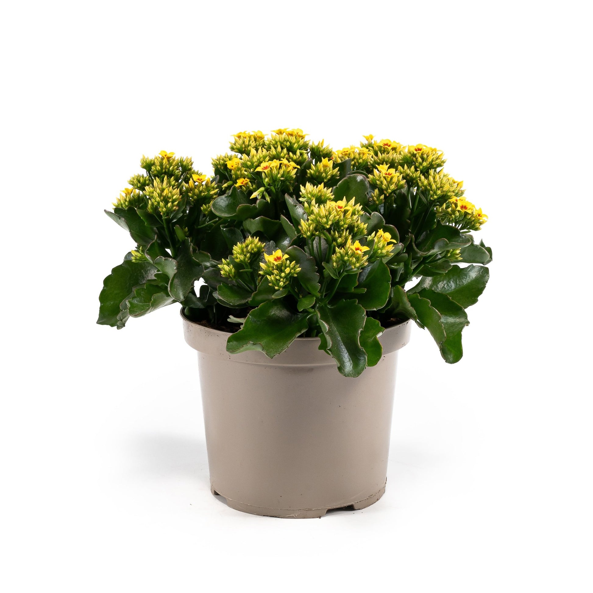 Patio Kalanchoe 21cm - Flowering The Horti House