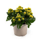 Patio Kalanchoe 21cm - Flowering The Horti House