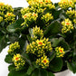 Patio Kalanchoe 21cm - Flowering The Horti House