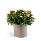 Patio Kalanchoe 21cm - Flowering The Horti House