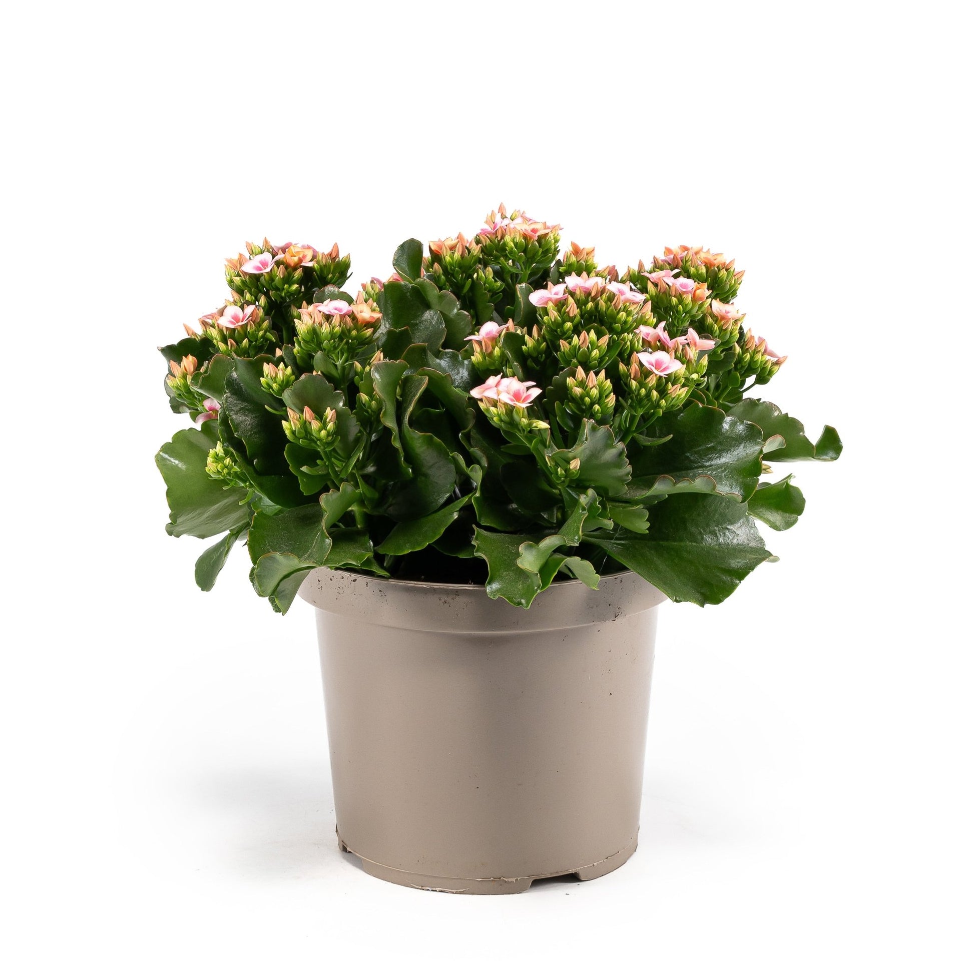Patio Kalanchoe 21cm - Flowering The Horti House