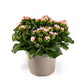 Patio Kalanchoe 21cm - Flowering The Horti House