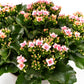Patio Kalanchoe 21cm - Flowering The Horti House