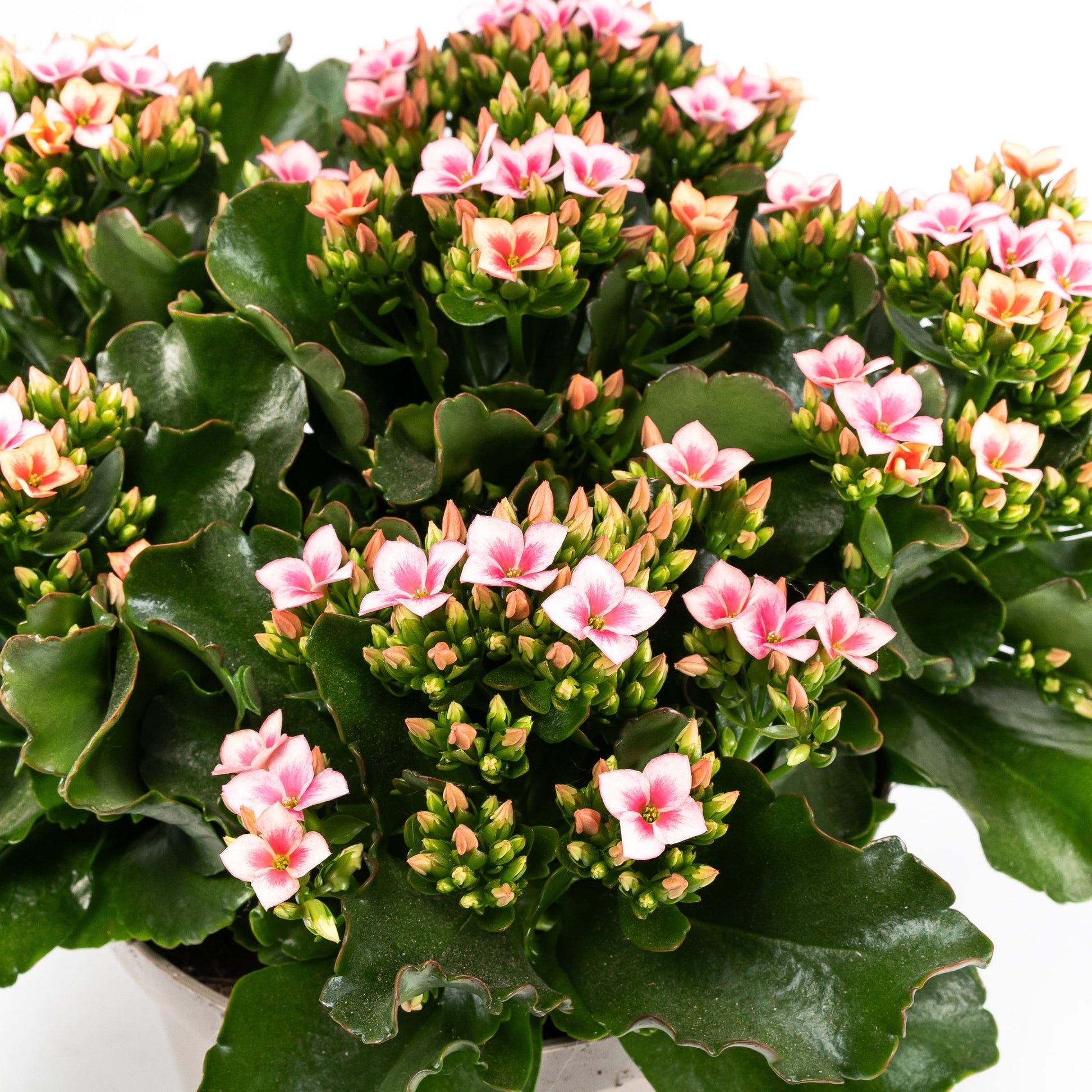 Patio Kalanchoe 21cm - Flowering The Horti House