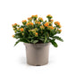Patio Kalanchoe 21cm - Flowering The Horti House