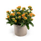 Patio Kalanchoe 21cm - Flowering The Horti House