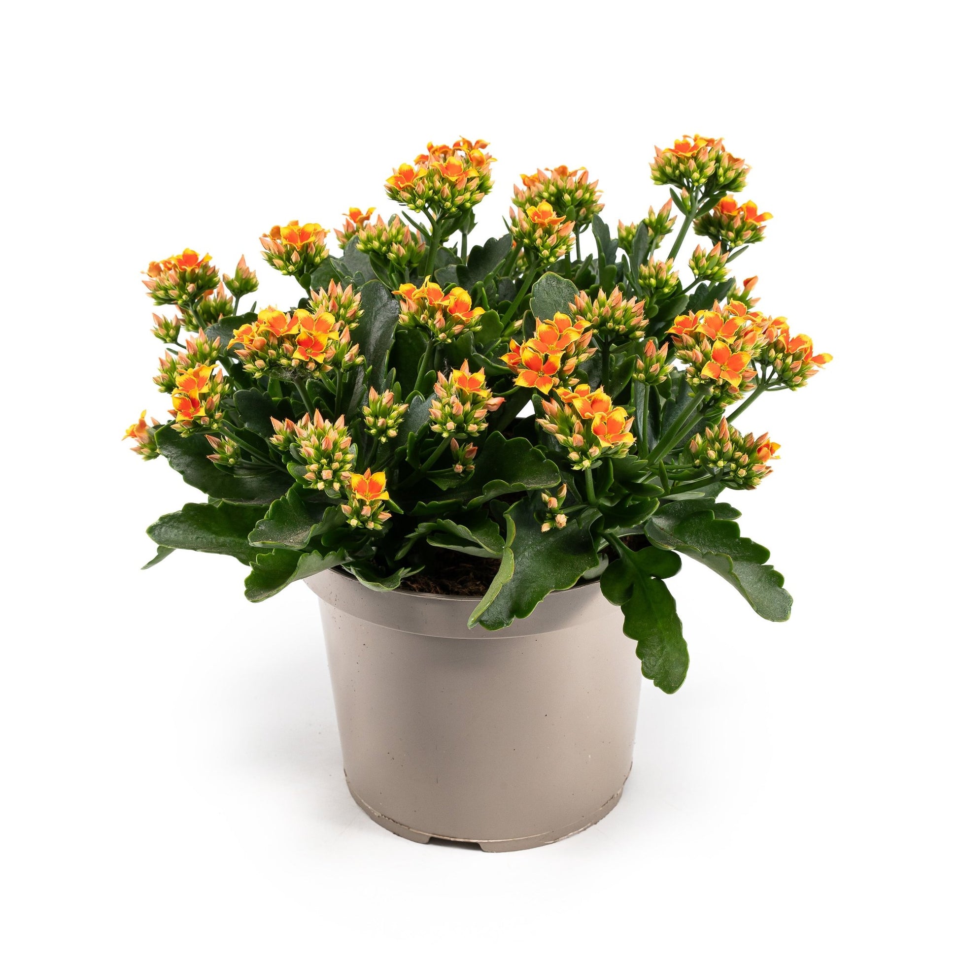 Patio Kalanchoe 21cm - Flowering The Horti House