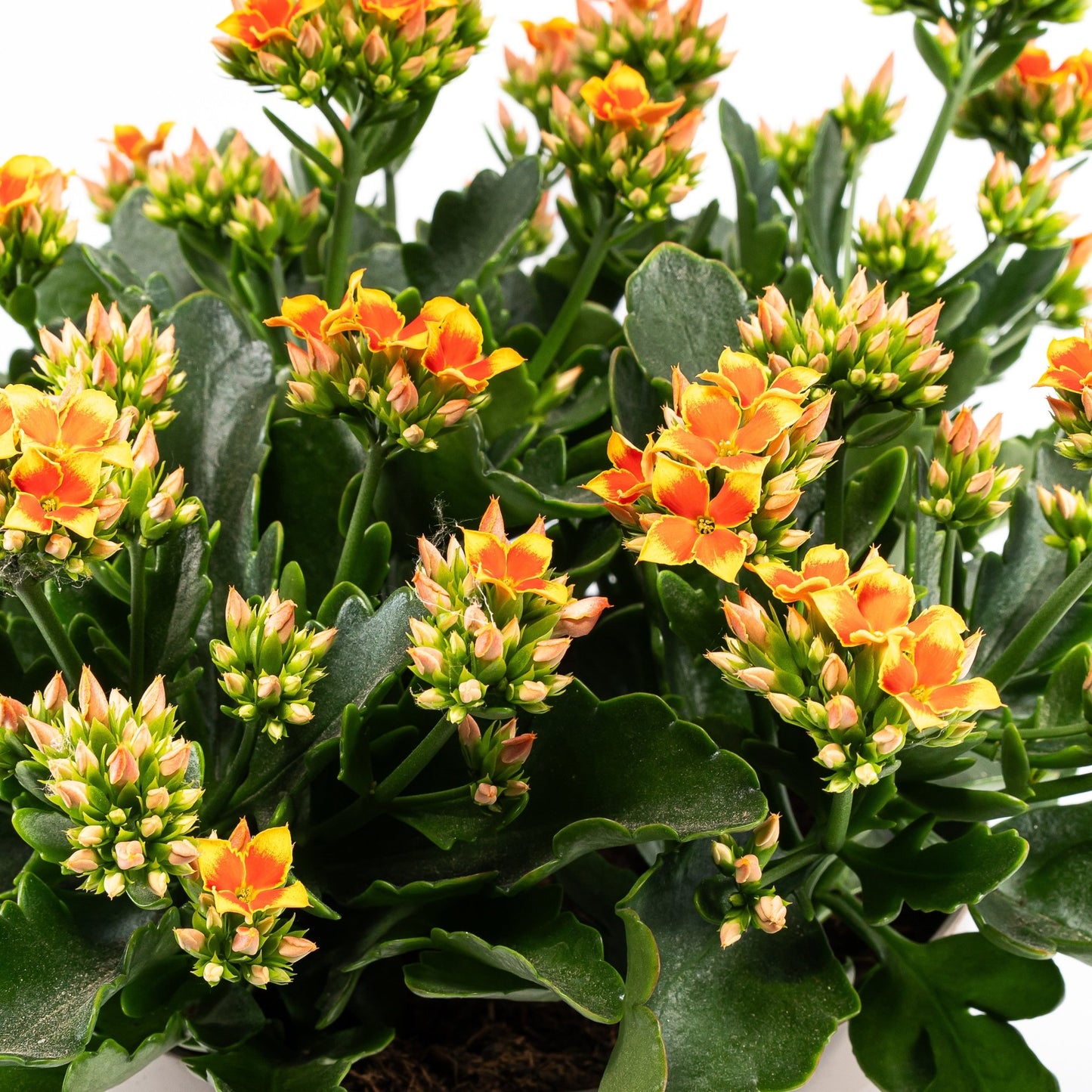 Patio Kalanchoe 21cm - Flowering The Horti House