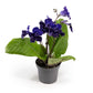 Dibleys Streptocarpus 12cm Sirius - Flowering The Horti House