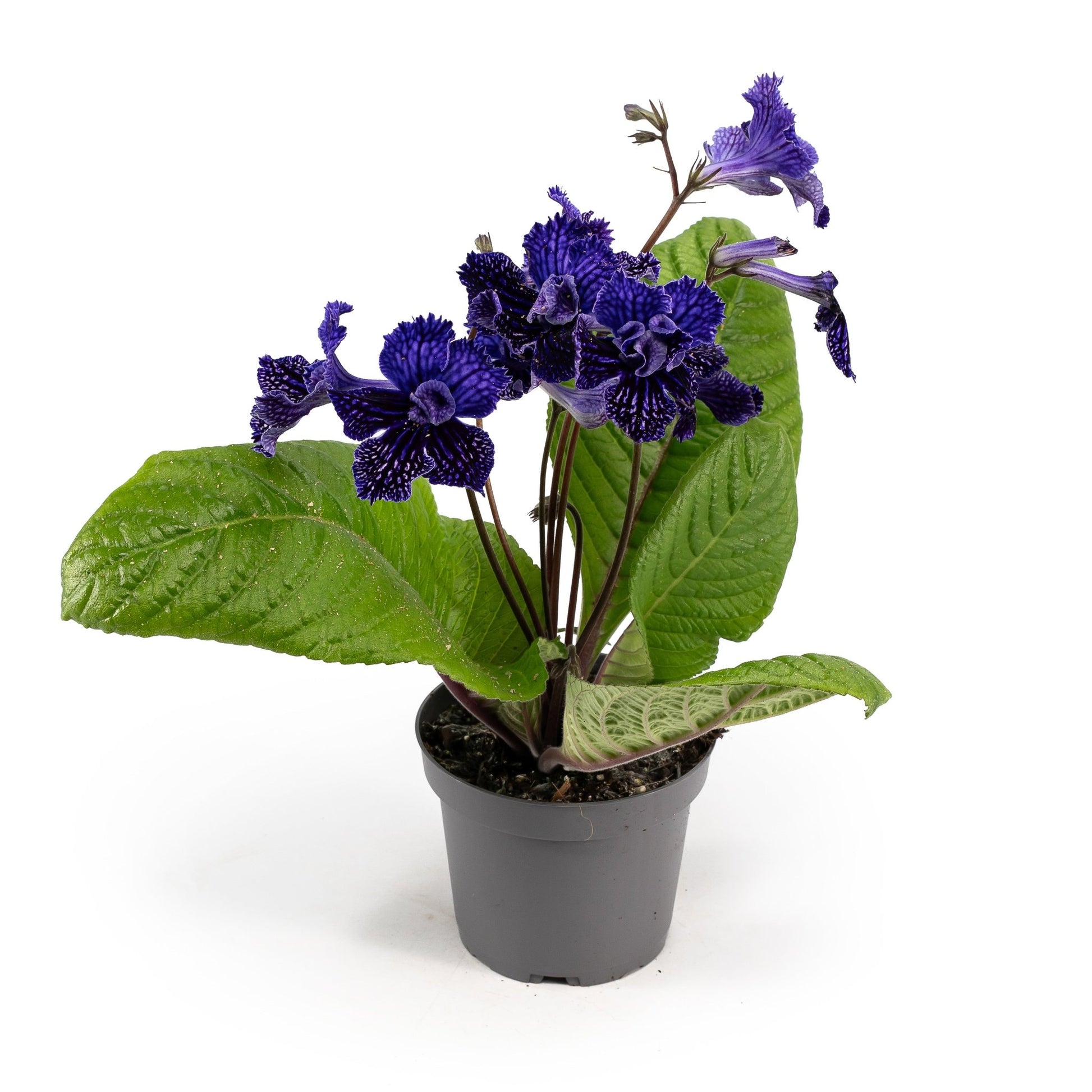 Dibleys Streptocarpus 12cm Sirius - Flowering The Horti House