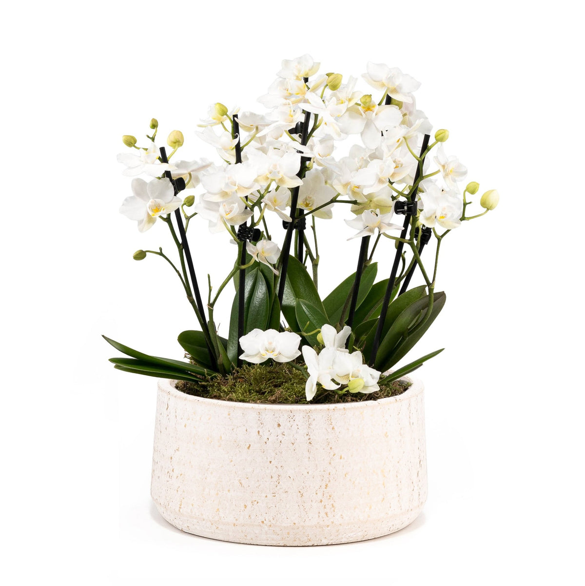 Phalaenopsis 9cm Trio in Artisan Bowl - Orchid The Horti House