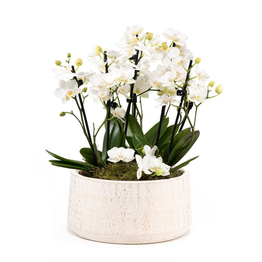 Phalaenopsis 9cm Trio in Artisan Bowl - Orchid The Horti House