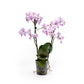 Phalaenopsis 9cm Trials - Orchid The Horti House