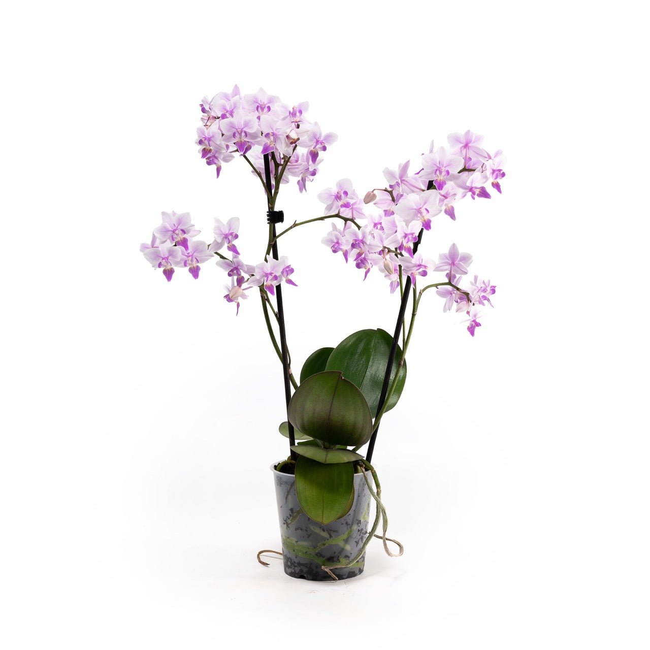Phalaenopsis 9cm Trials - Orchid The Horti House