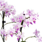 Phalaenopsis 9cm Trials - Orchid The Horti House
