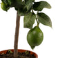 Citrus 23cm Mix in Artisan No.7 Ceramic - Citrus The Horti House