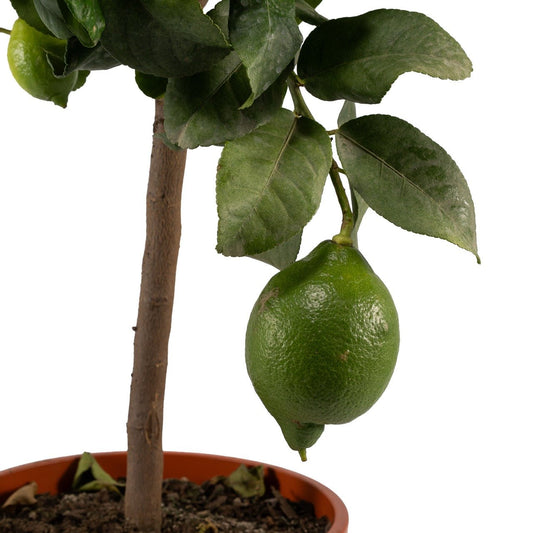 Citrus 23cm Mix in Artisan No.7 Ceramic - Citrus The Horti House