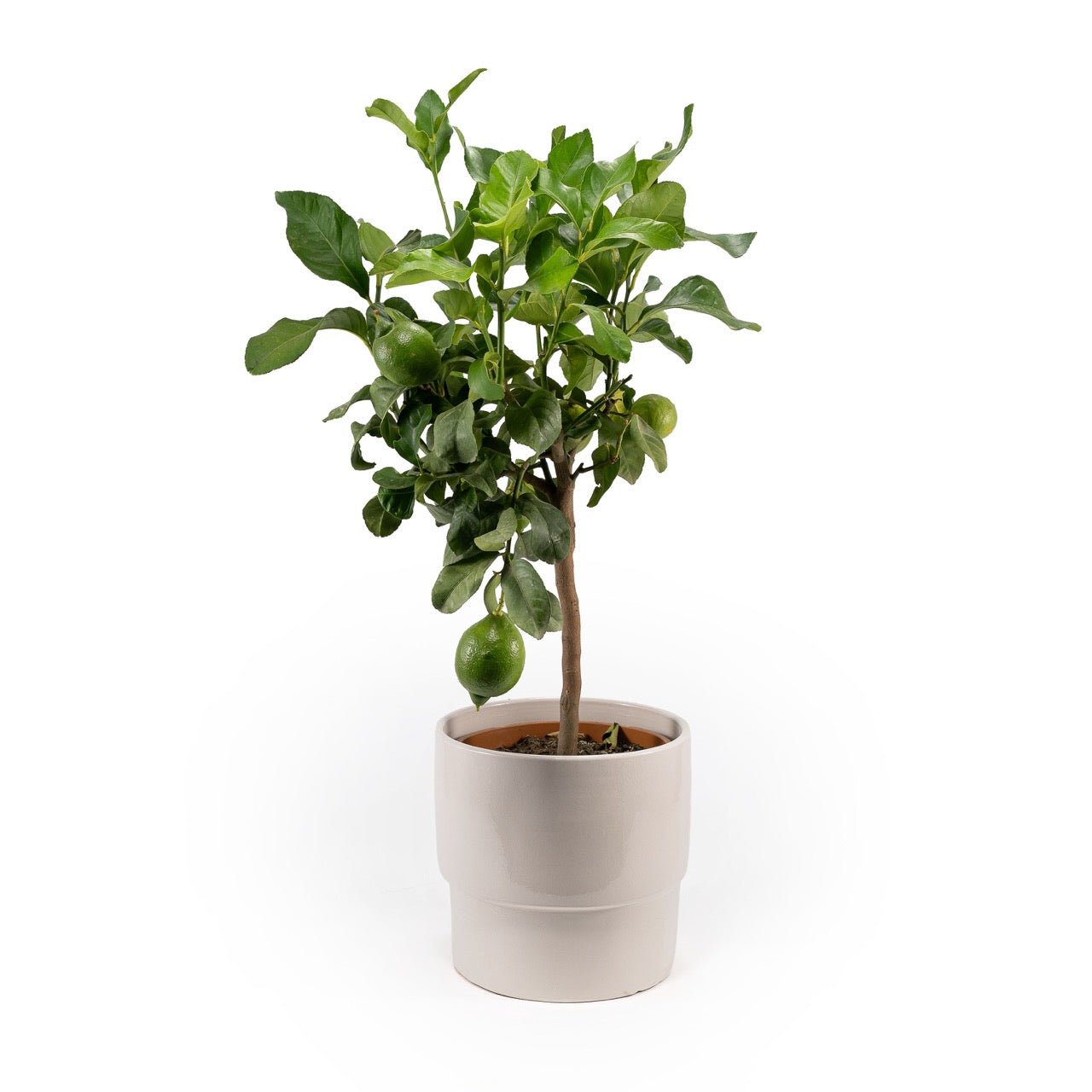 Citrus 23cm Mix in Artisan No.7 Ceramic - Citrus The Horti House