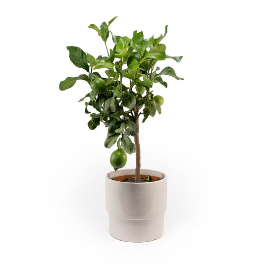 Citrus 23cm Mix in Artisan No.7 Ceramic - Citrus The Horti House