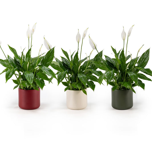 Spathiphyllum 12cm In Festive Ceramic - Flowering The Horti House