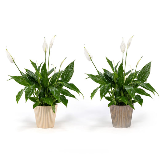 Spathiphyllum 12cm in Christmas Ceramic - Flowering The Horti House