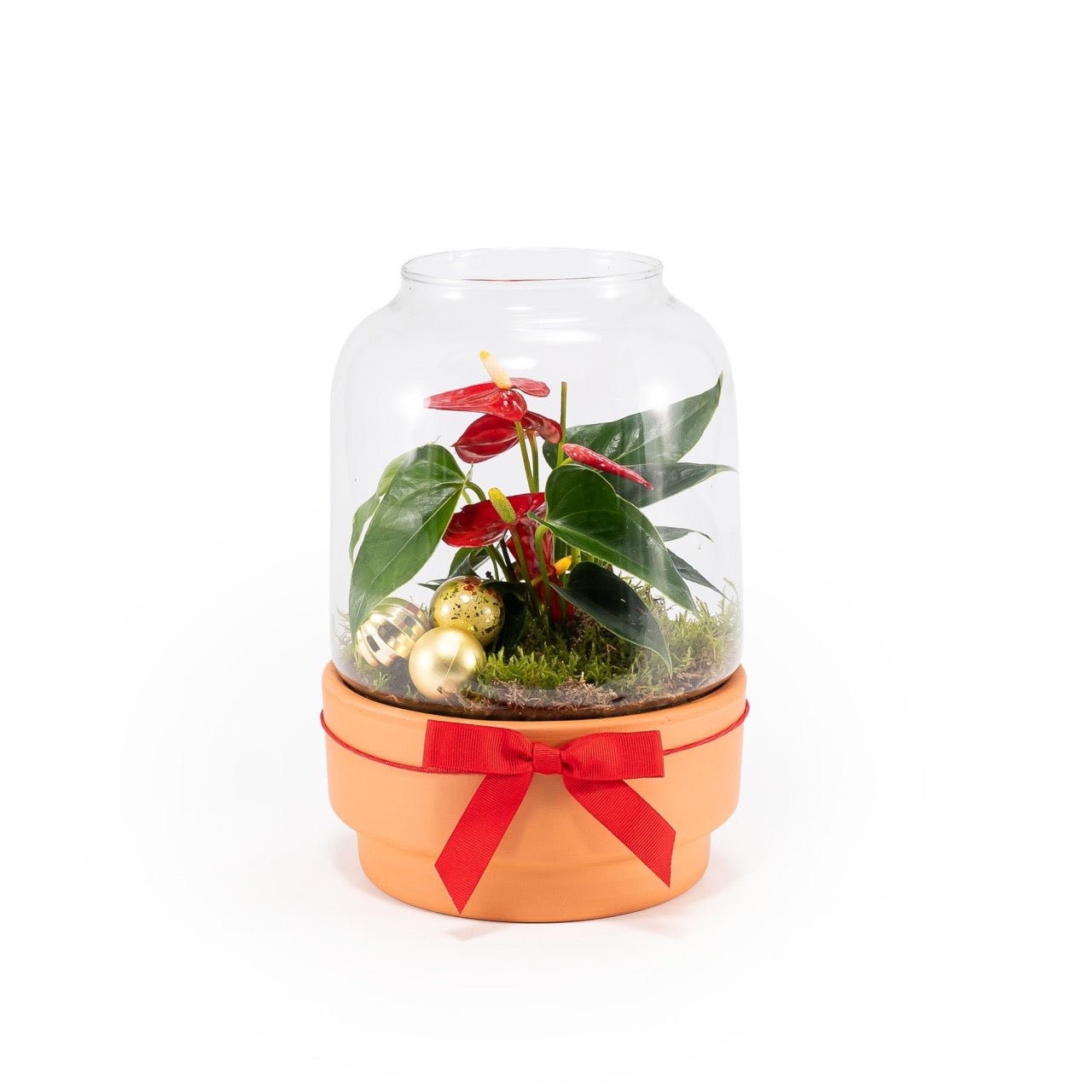Anthurium Terrarium 17cm - Christmas The Horti House