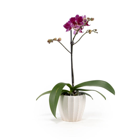 Phalaenopsis 9cm in Ceramic - Orchid The Horti House