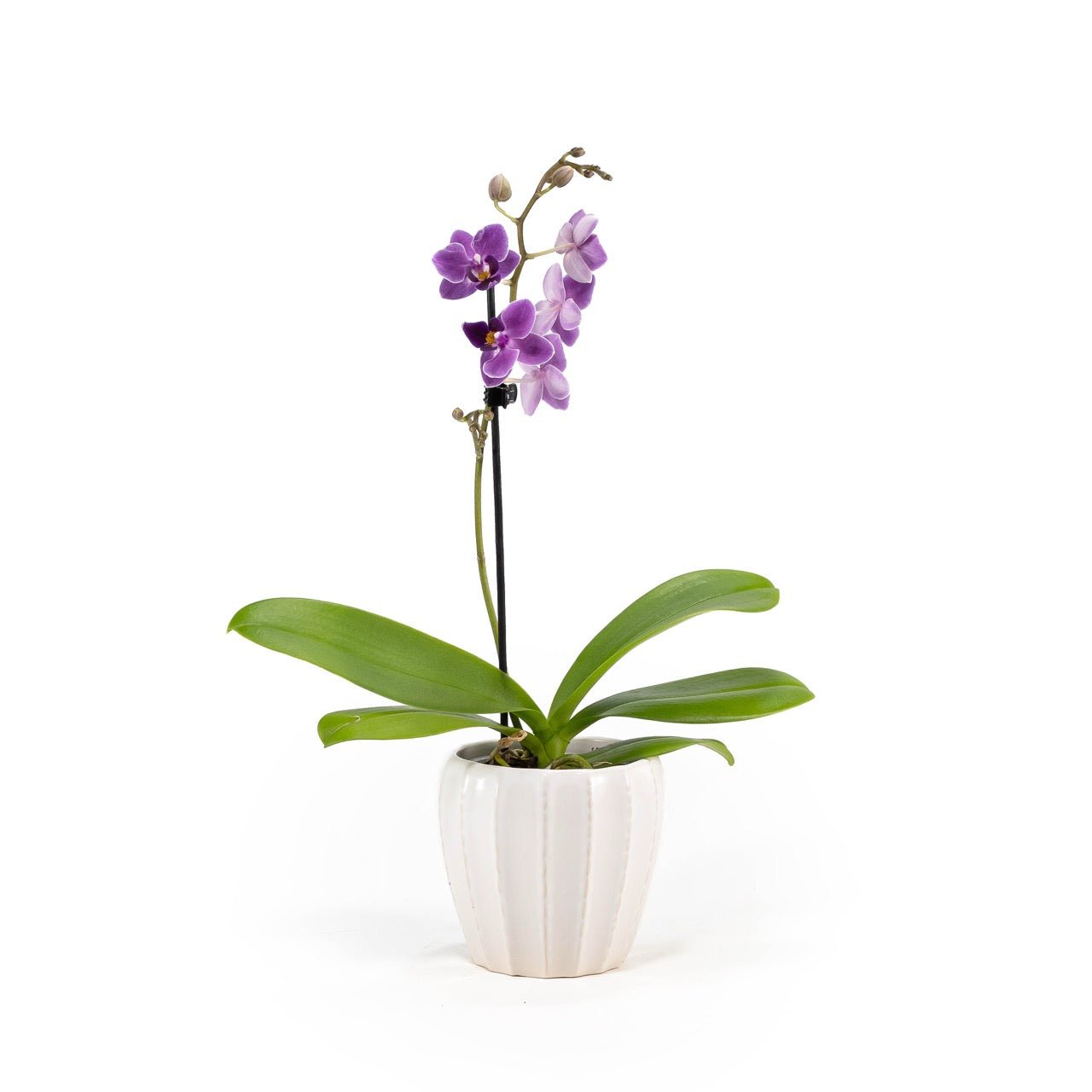 Phalaenopsis 9cm in Ceramic - Orchid The Horti House